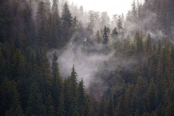 Sederquist, Betty 아티스트의 Usa-Alaska Wisps of fog dance among trees in this Alaska rainforest scene on Admiralty Island작품입니다.